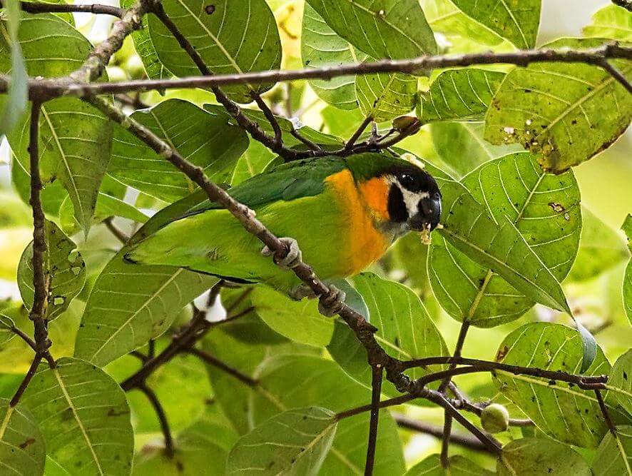 Orange breasted Fig-Parrot