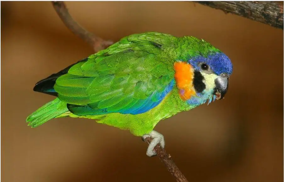 Orange-breasted Fig-Parrot
