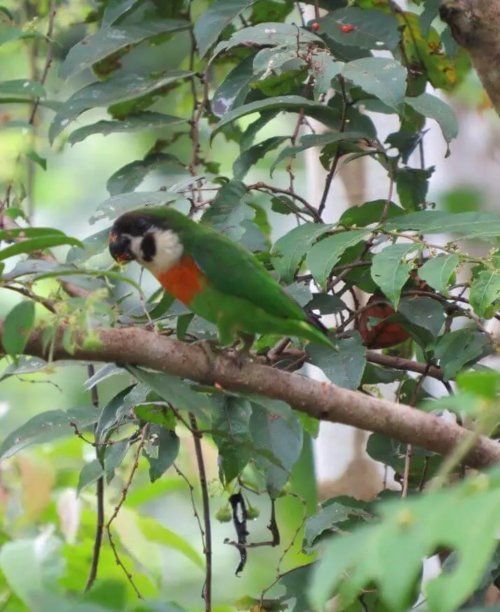 Orange-breasted Fig-Parrots