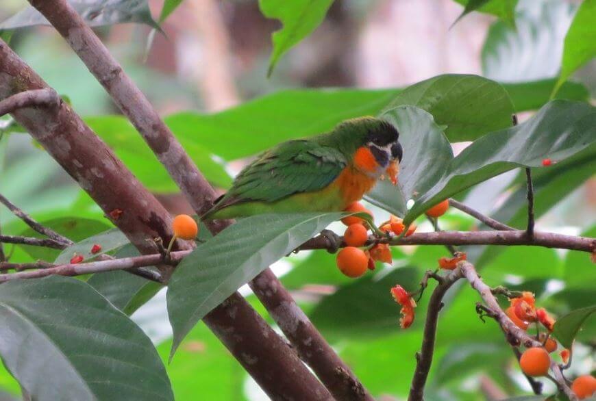 Orange breasted Fig-Parrots