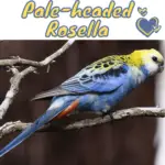 Pale-headed RosellaPale-headed Rosella