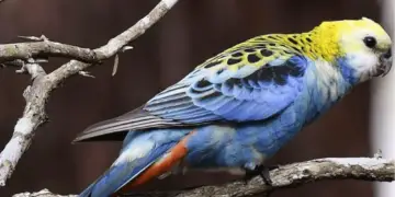 Pale-headed RosellaPale-headed Rosella