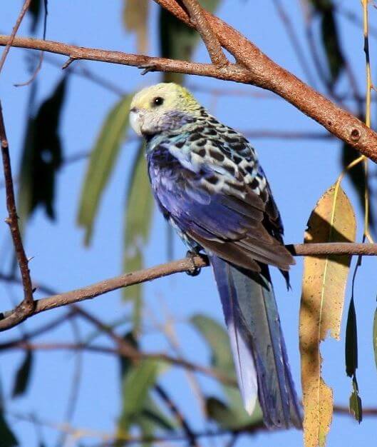 Pale-headed Rosella parrot