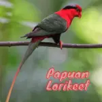Papuan Lorikeet