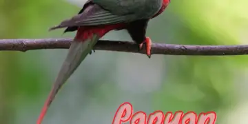 Papuan Lorikeet