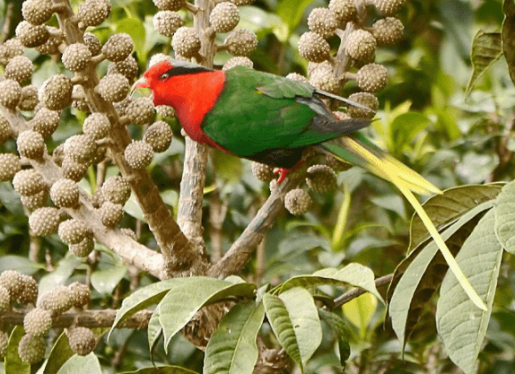 Papuan-Lorikeet