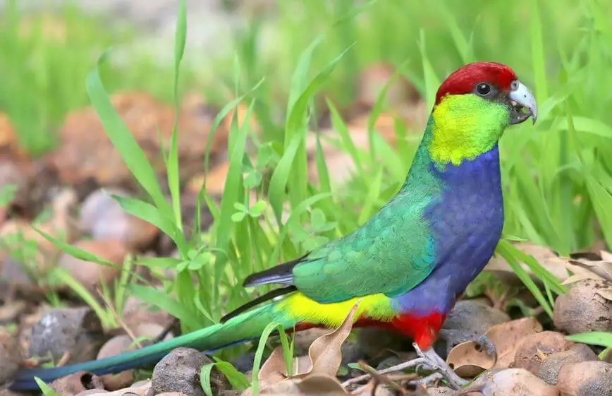 Red-capped-Parrots