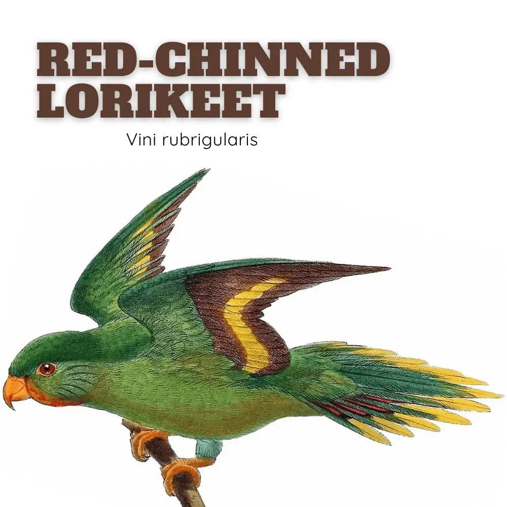 Red-chinned Lorikeet