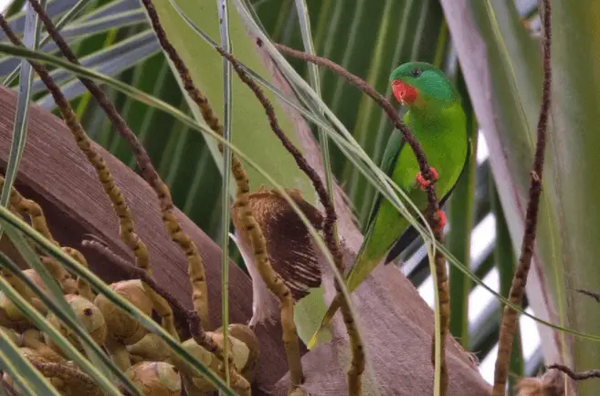 Red-chinned Lorikeets