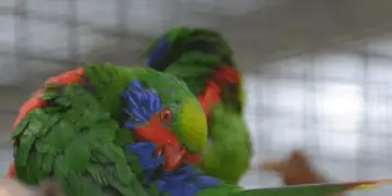 Red-flanked Lorikeet