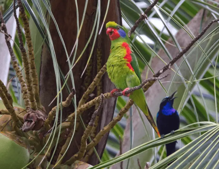 Red-flanked Lorikeet parrots