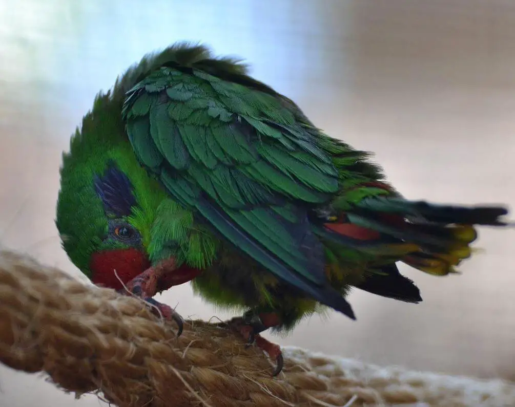 Red-fronted Lorikeet parrot