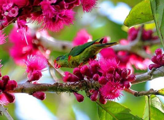 Red-fronted Lorikeet parrots