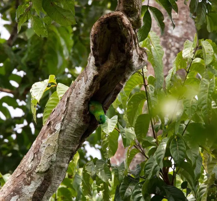 Salvadori's Fig-Parrot