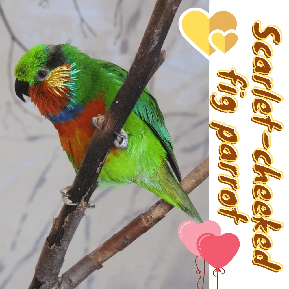 Scarlet-cheeked fig parrot