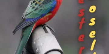 Western Rosella