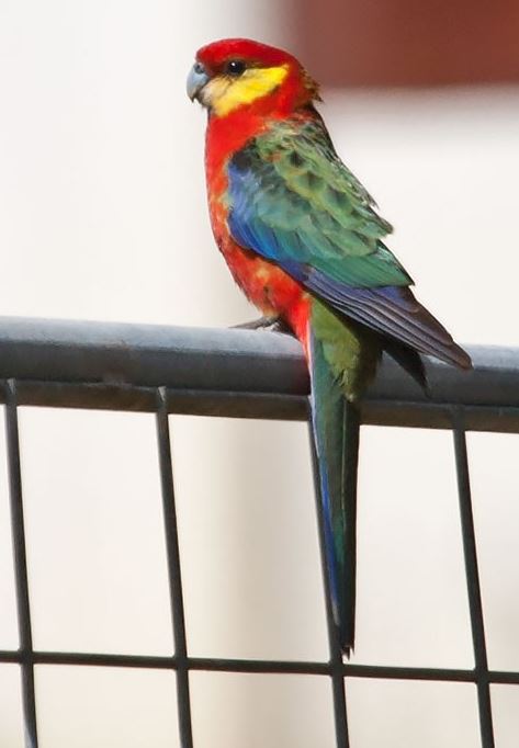 Western Rosella parrot 