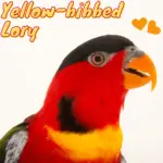 Yellow-bibbed Lory
