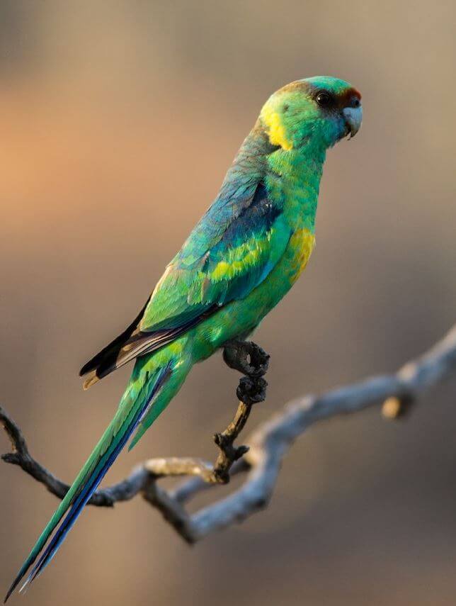 parrot Australian Ringneck