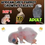 African Grey Parrot Baby
