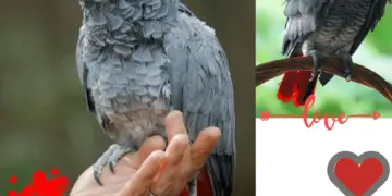 African grey parrot care