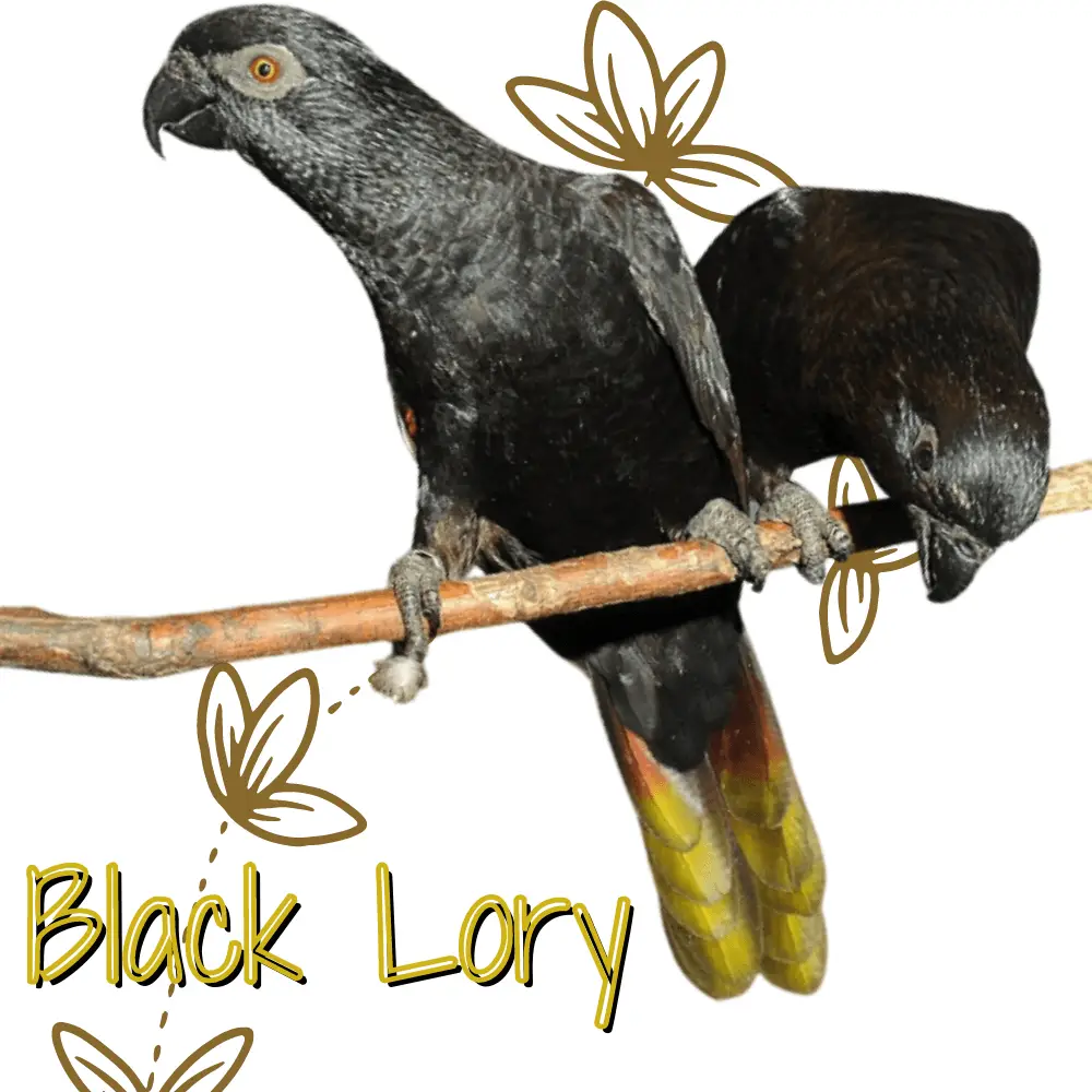 Black Lory