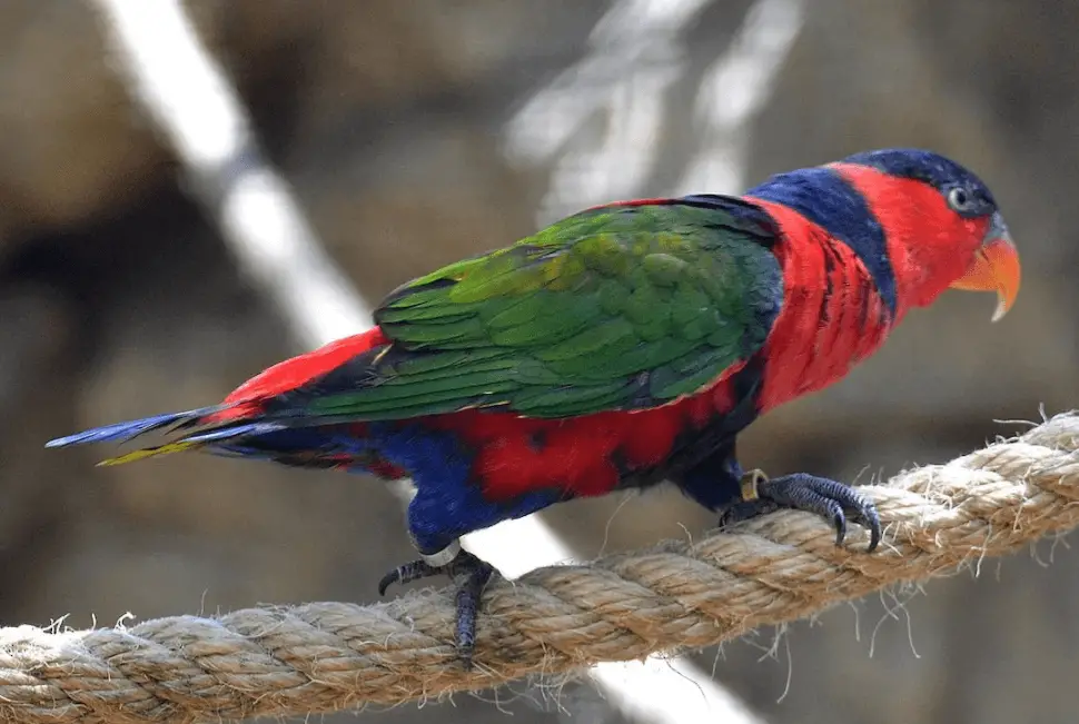Black-capped-Lory