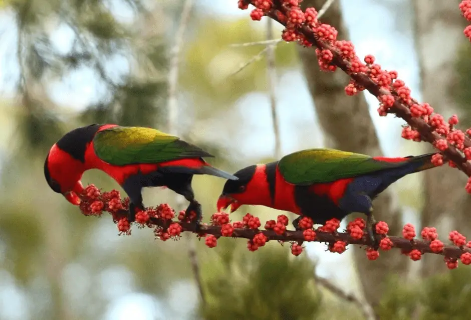 Black-capped Lory parrots