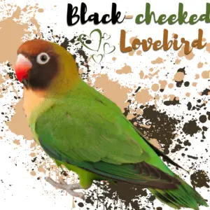 Black-cheeked Lovebird