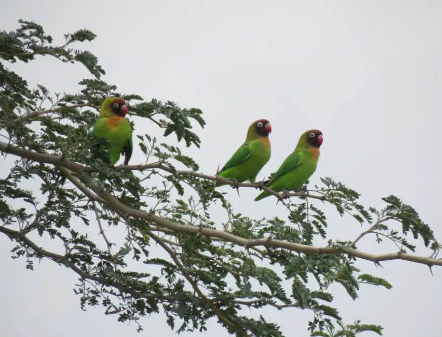 Black-cheeked-Lovebird parrot