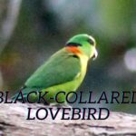 Black-collared-Lovebird