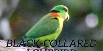 Black-collared-Lovebird