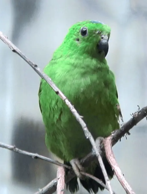Blue crowned Hanging-Parrot