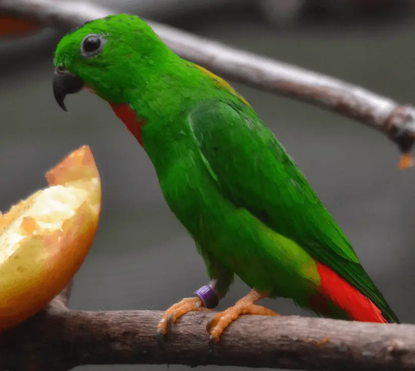 Blue-crowned Hanging-Parrot