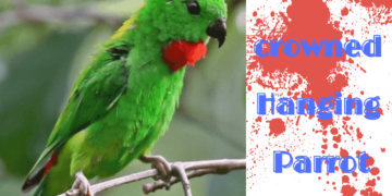 Blue crowned Hanging Parrot
