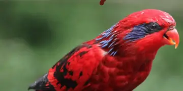 Blue-eared Lory