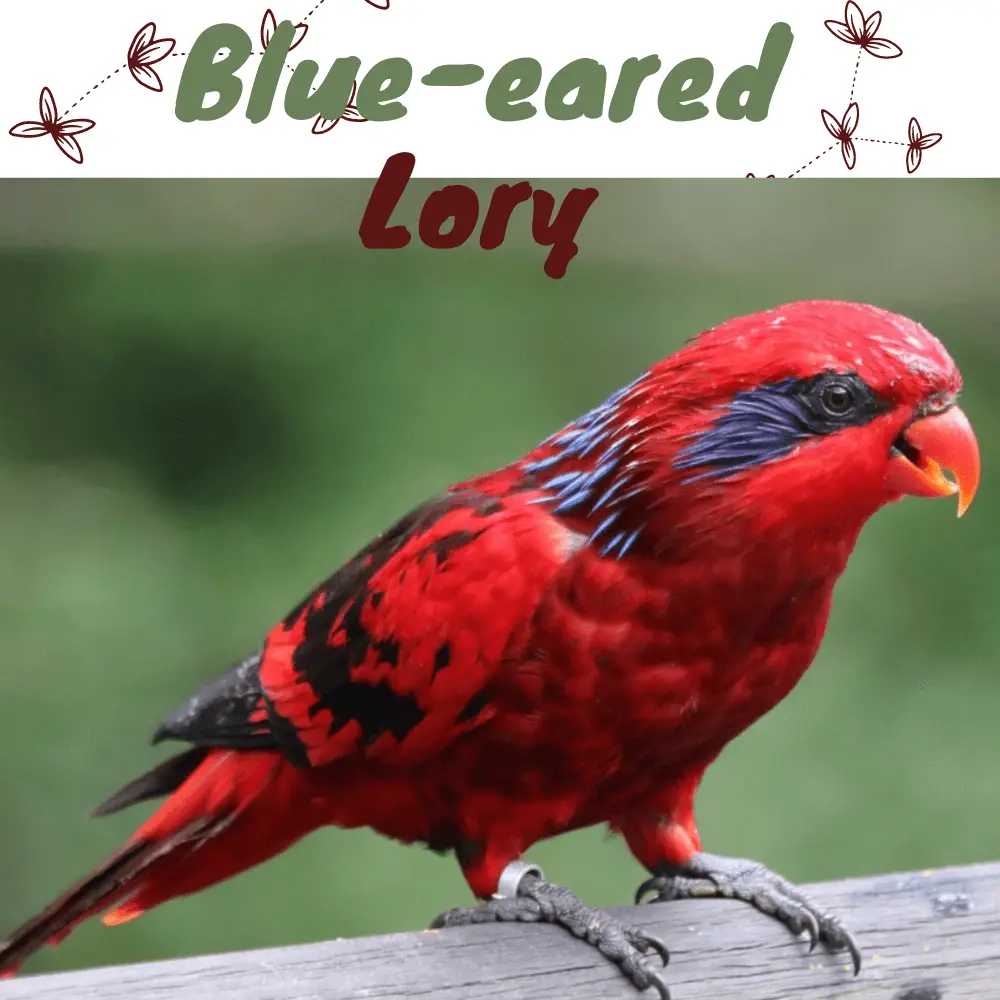 Blue-eared Lory