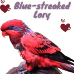Blue-streaked Lory