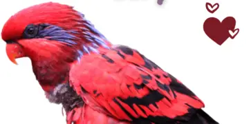 Blue-streaked Lory