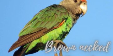 Brown necked Parrot