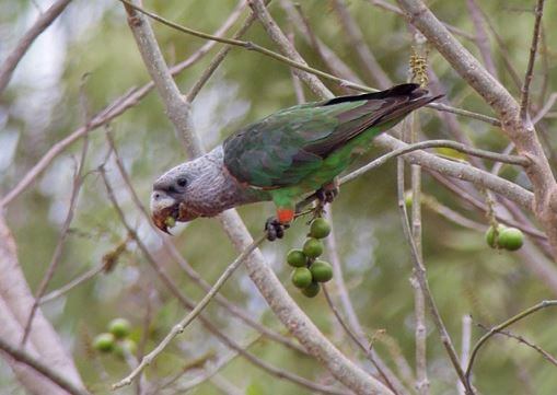 Brown necked Parrot (Gray headed)