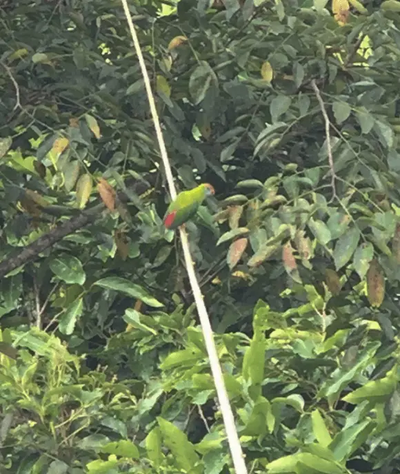 Camiguin-Hanging-Parrot