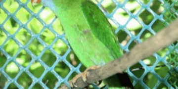 Camiguin Hanging-Parrot