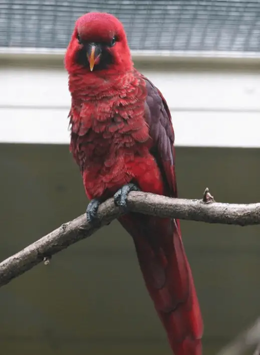 Cardinal Lory parrot