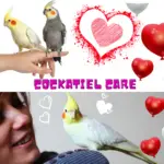Care of cockatiel