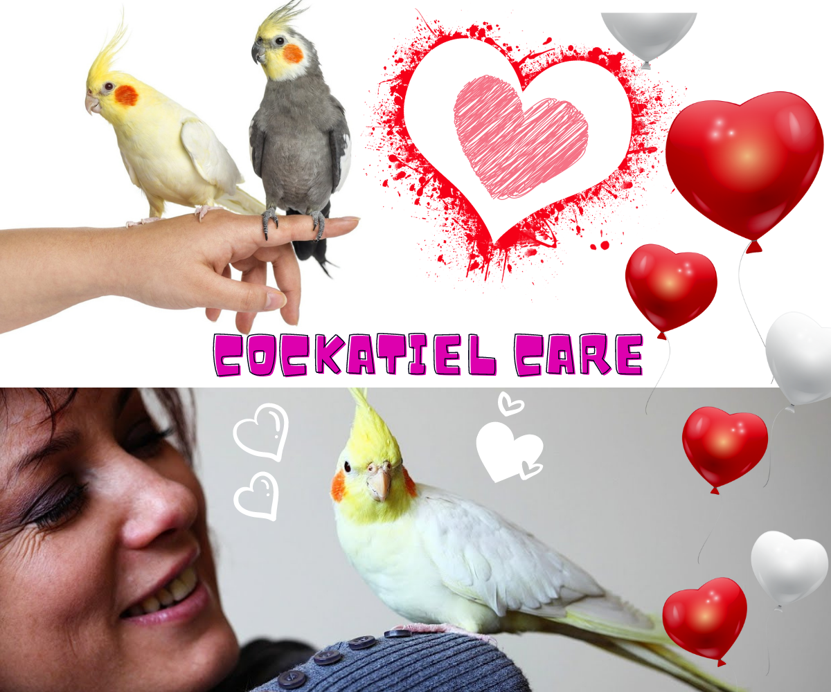 Care of cockatiel