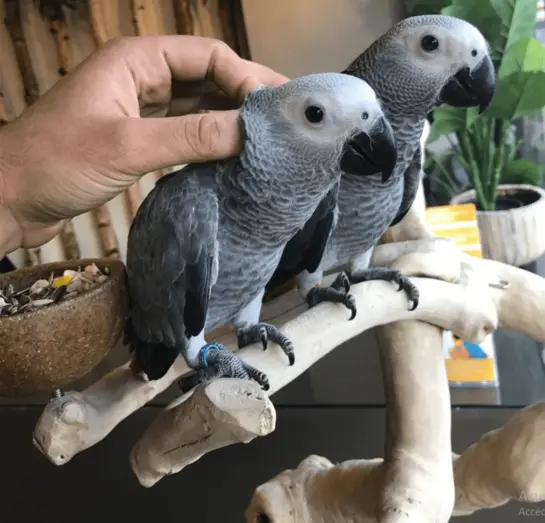 African Grey Parrot Care - African Grey Parrot