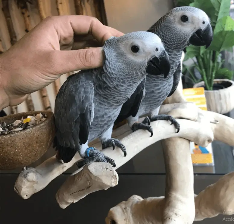 Caring The African Grey Parrot
