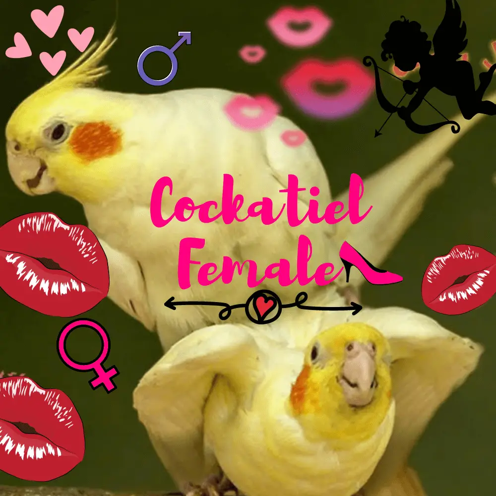 Cockatiel female