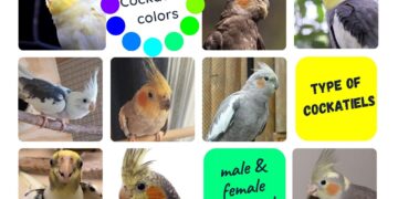 Cockatiels colors